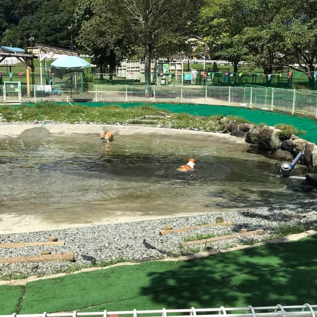 ドッグプール